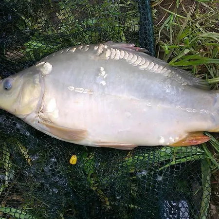 普里瓦朱莉娅旅馆 3* 韦伯夫